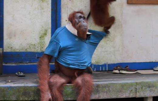 monkey 4